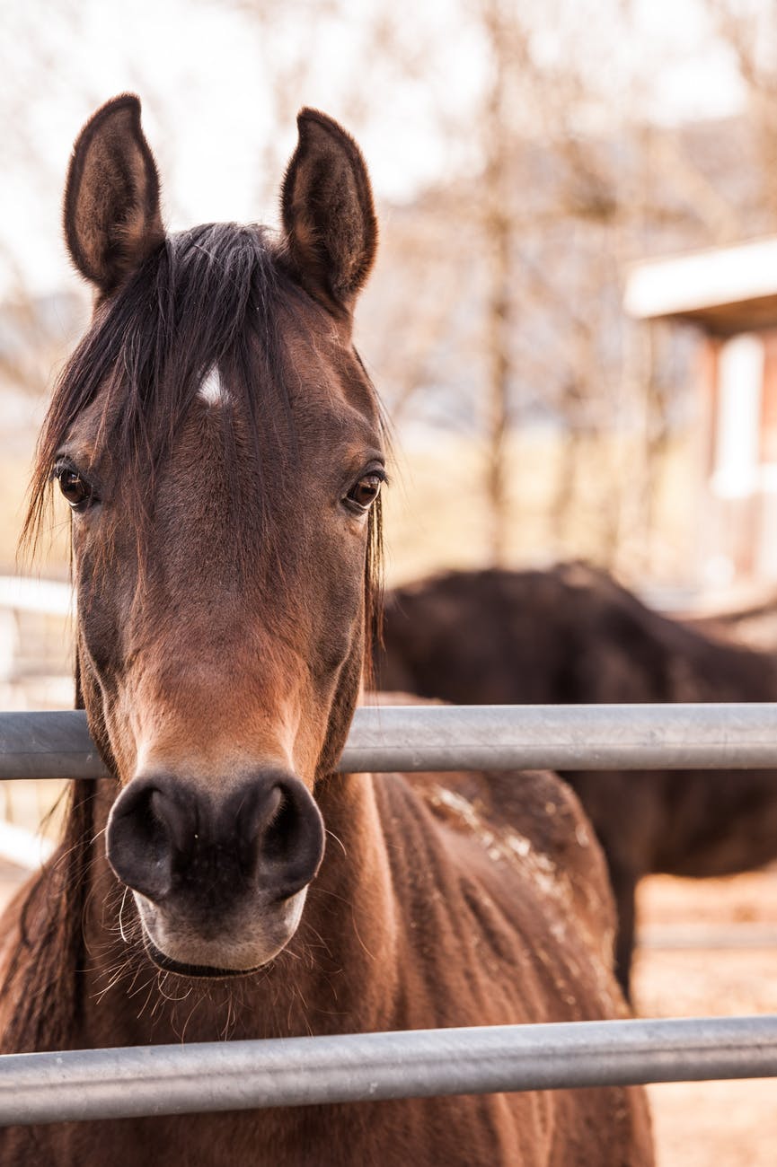 brown horse veterinary compounding image